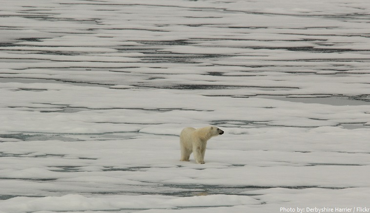 arctic ocean polar bear