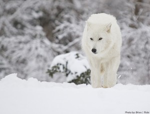Interesting facts about Arctic wolves – Just Fun Facts