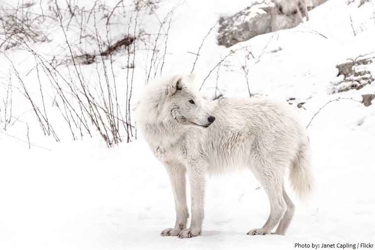 arctic-wolf-3