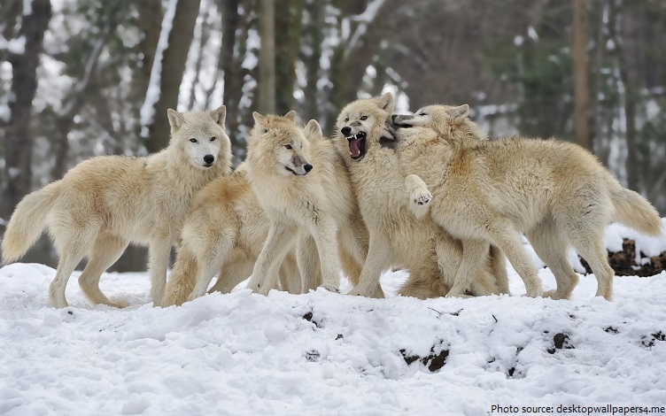 arctic wolves pack