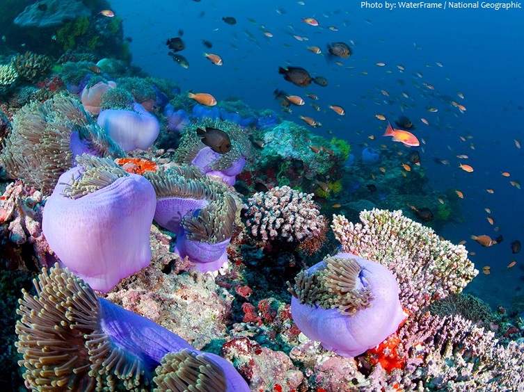 ari atoll maldives underwater