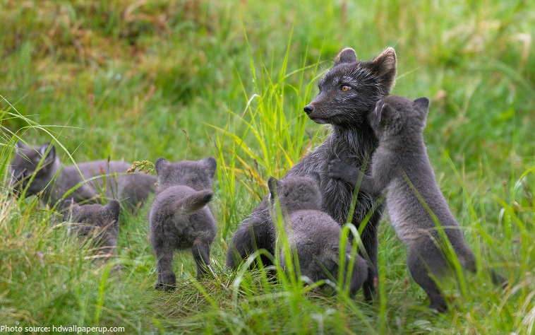 artic fox mother and cubs