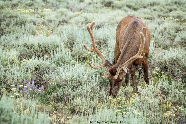 elk eating