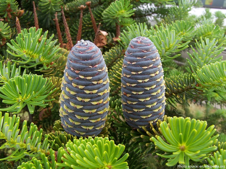 fir trees cones