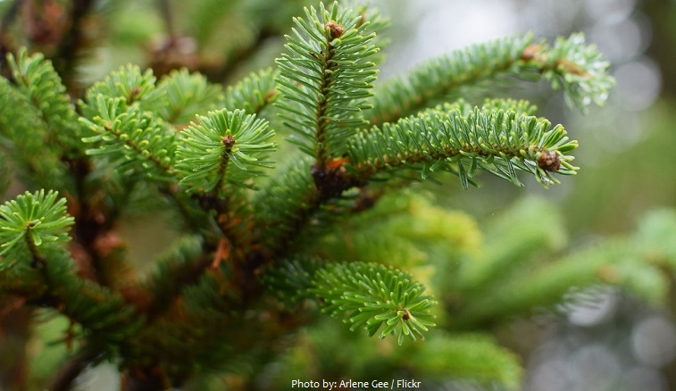 fir trees needles