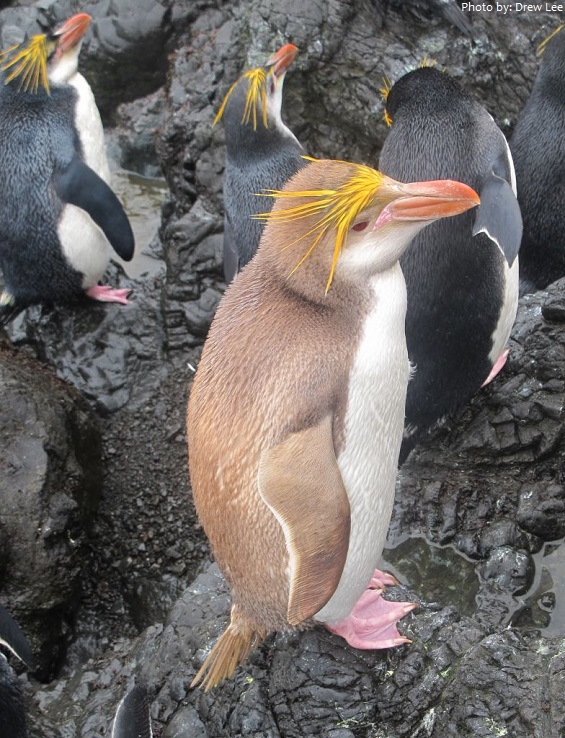 isabelline penguin