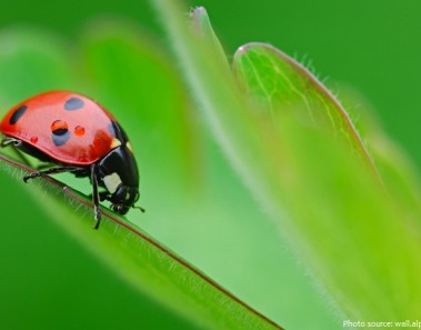 Interesting fact about ladybugs