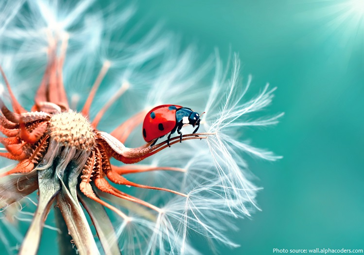 ladybug-5