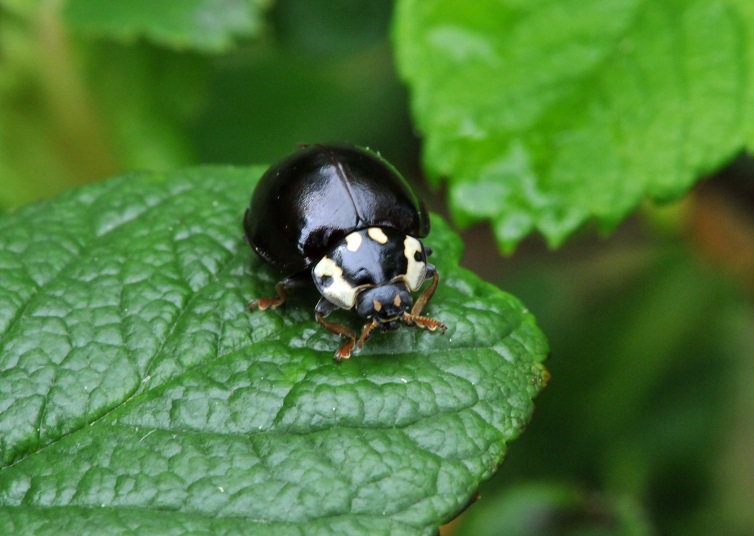 ladybug black
