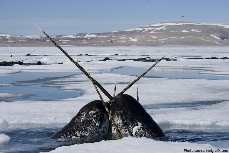 narwhals-2