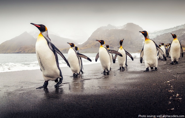 penguins walking