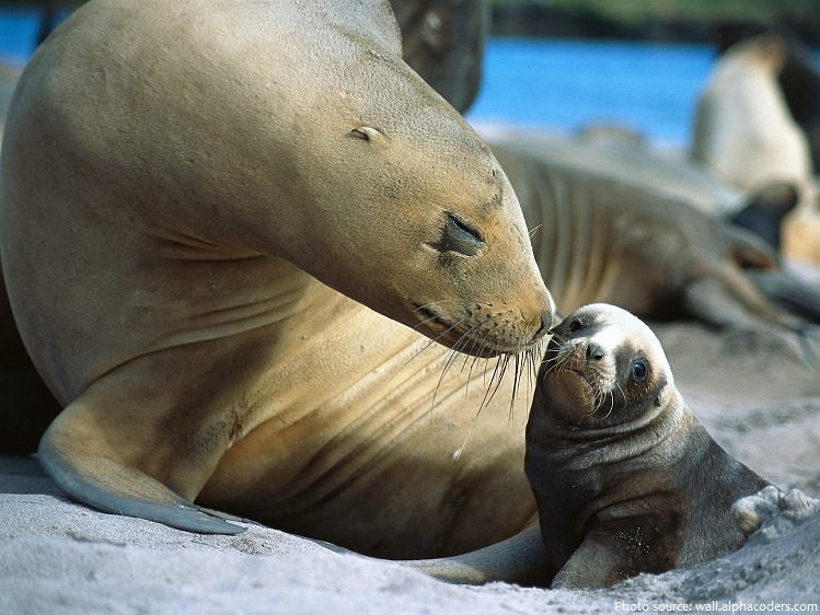 seals mother and pup