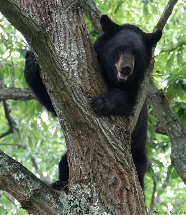 america -black bear climbing tree