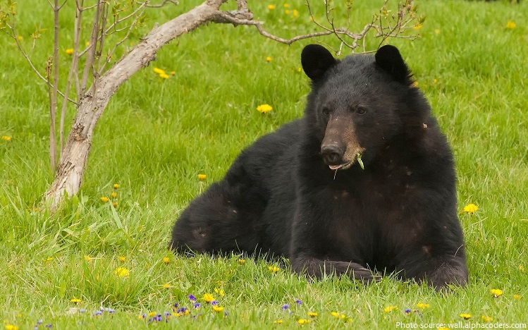 american black bear eating