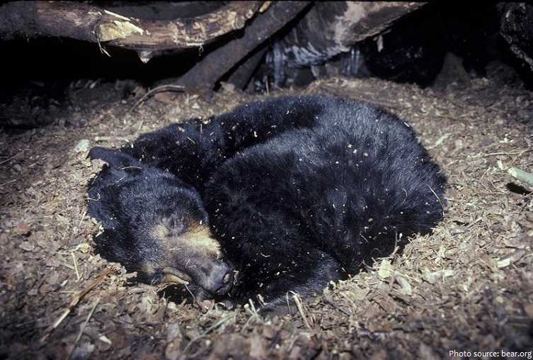 american black bear hibernation