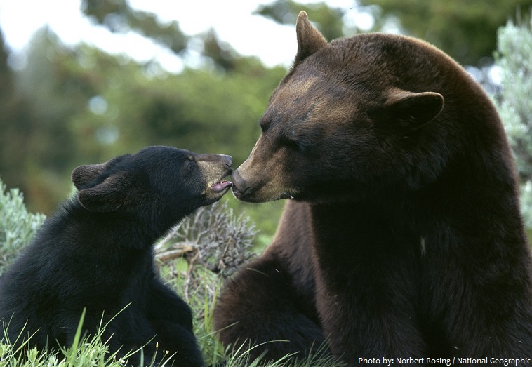 american black bear mother and cub