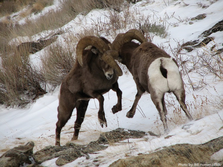 bighorn sheeps fight