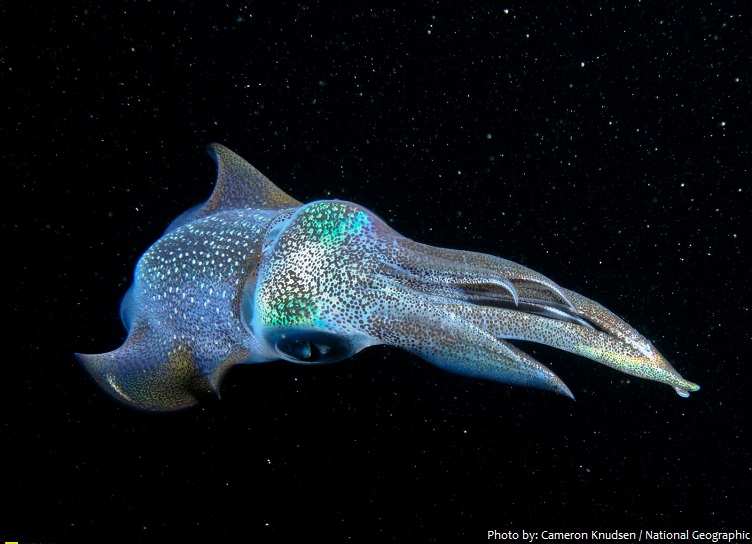bioluminescent squid
