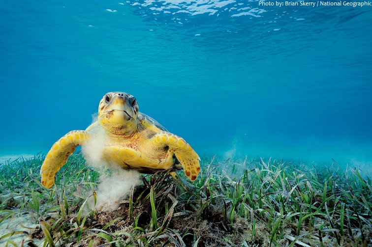caribbean sea sea turtle