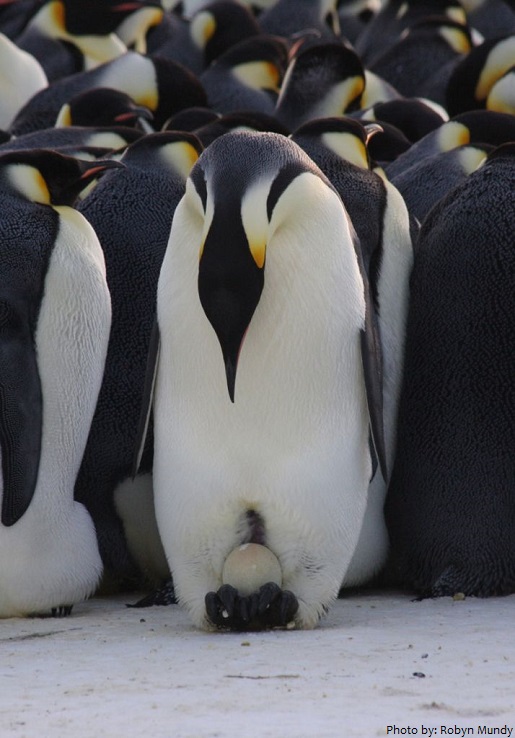 emperor penguin incubating an egg