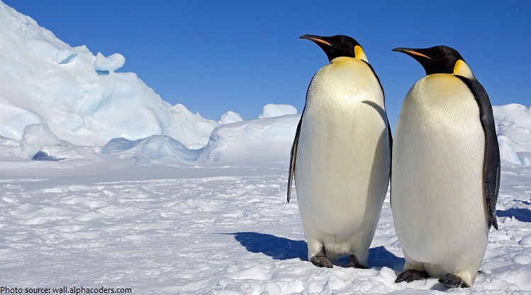 emperor-penguins-2
