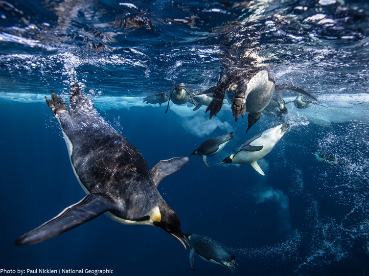 emperor penguins underwater
