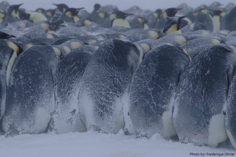 emperor penguins winter