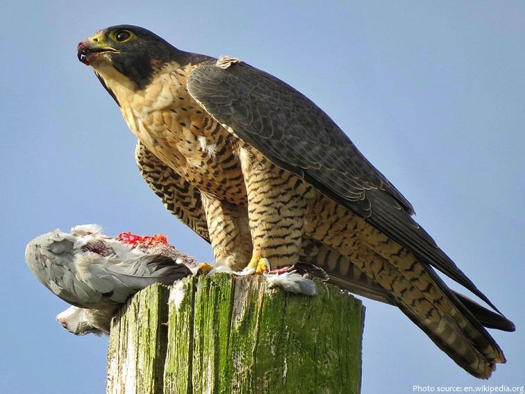 falcon feeding