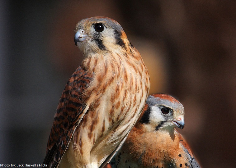 falcon pair