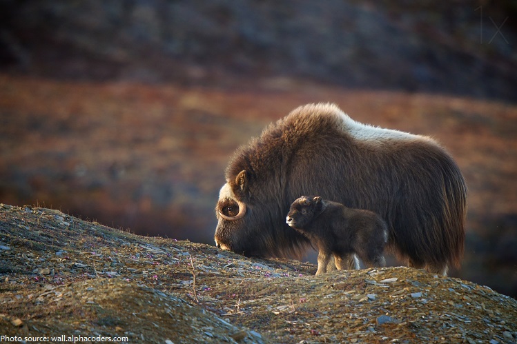 musk ox mother and baby