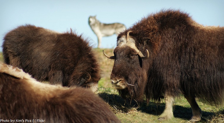 musk oxen eating