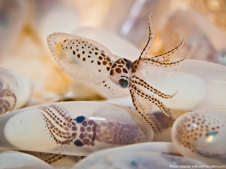 squid eggs hatch