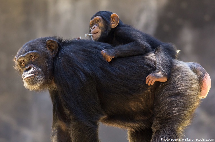 chimpanzee mother and baby