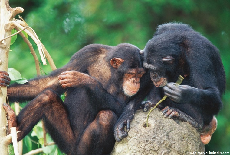 chimpanzees-2
