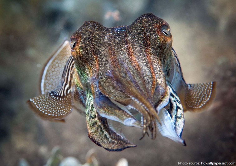 cuttlefish-3