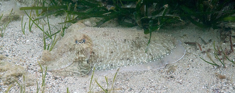 cuttlefish-camouflage-2
