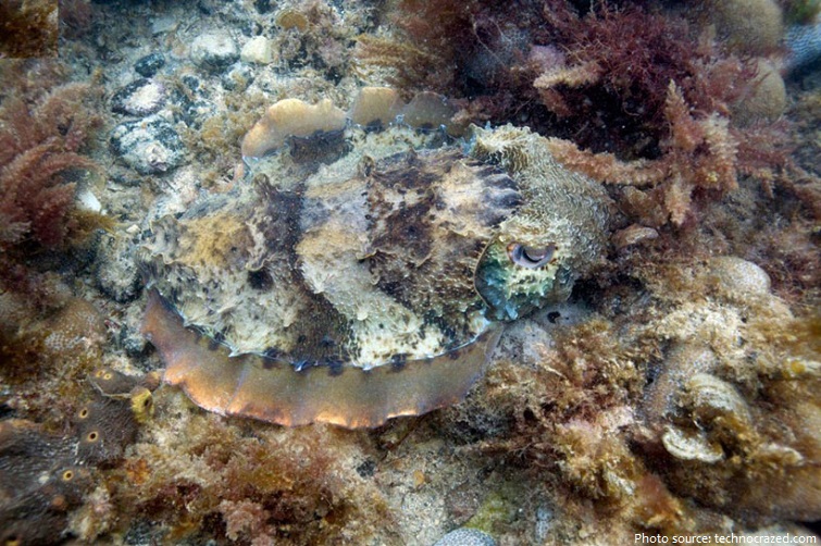 cuttlefish camouflage