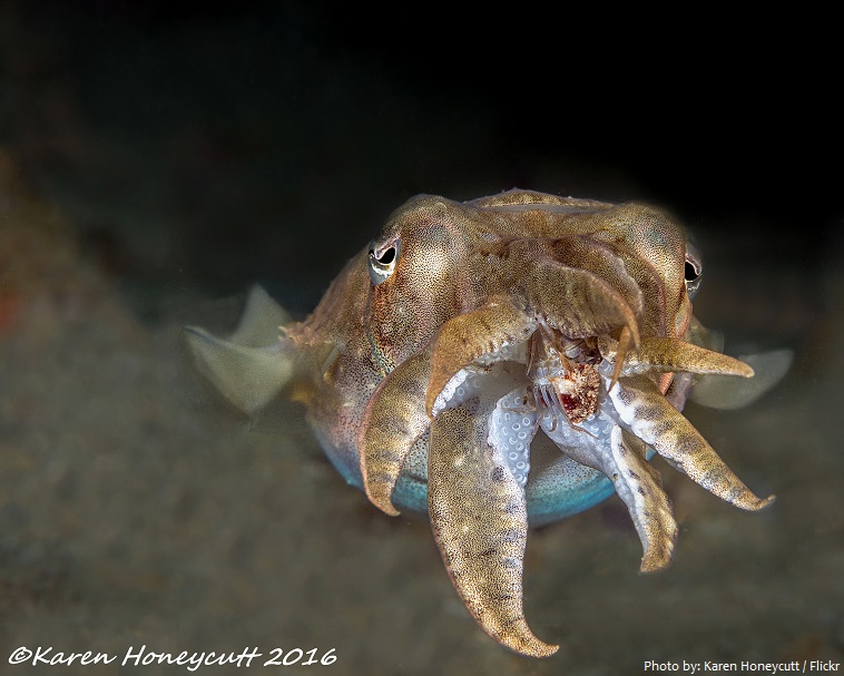 cuttlefish eating