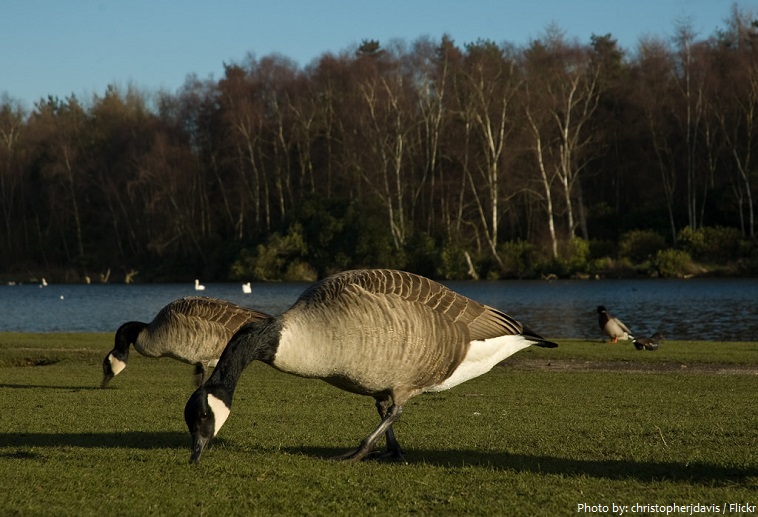 geese eating