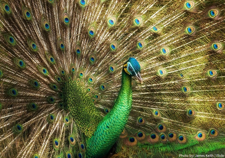 gren peacock