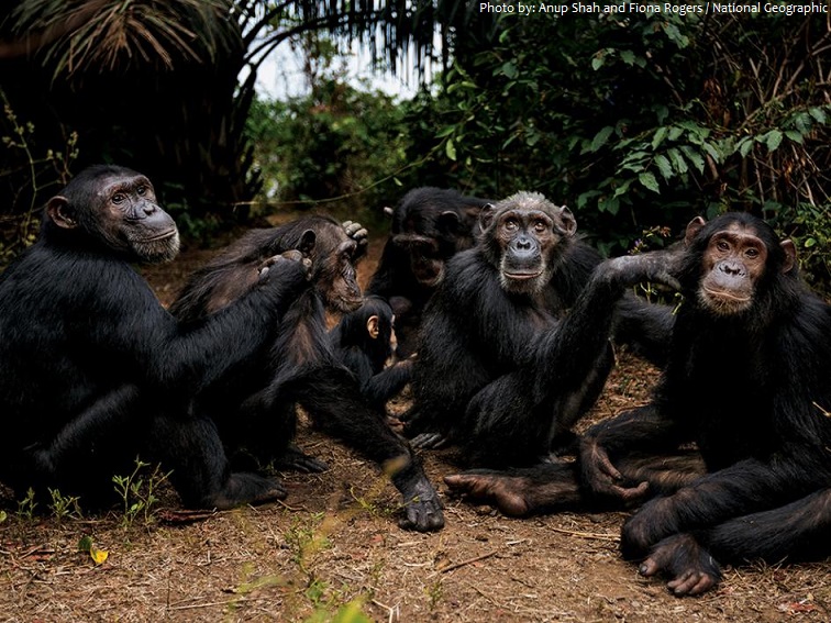 group of chimpanzees