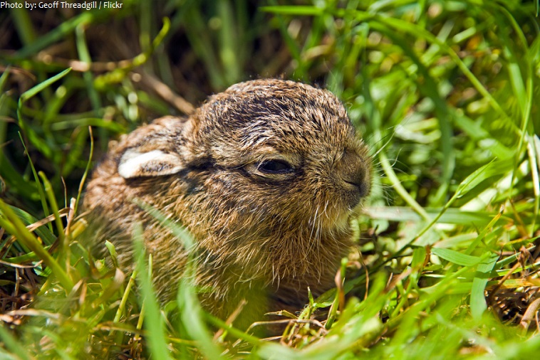 hare leveret