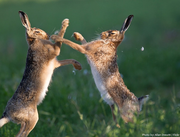 hares boxing