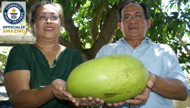 largest mango in the world