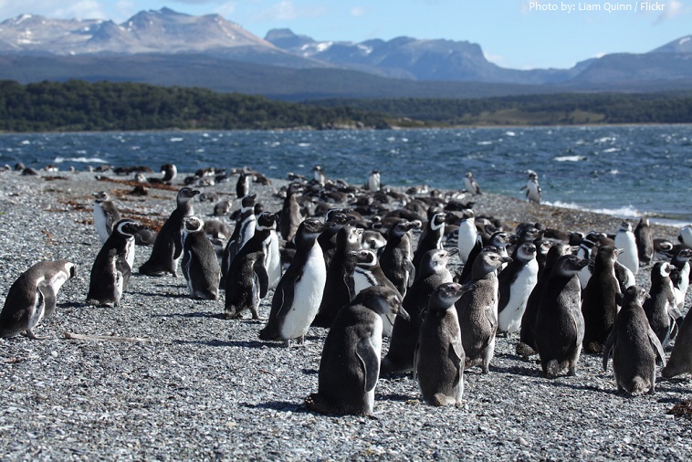 magellanic penguins patagonia