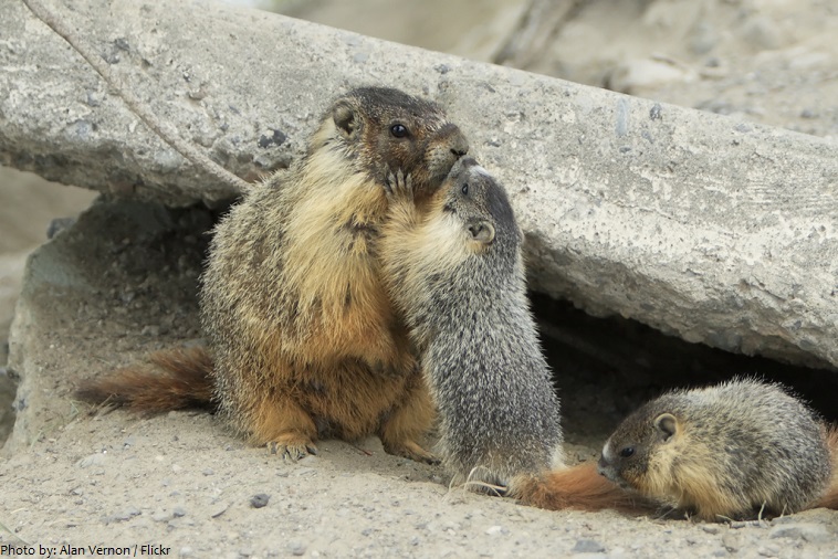 marmot mother and pups