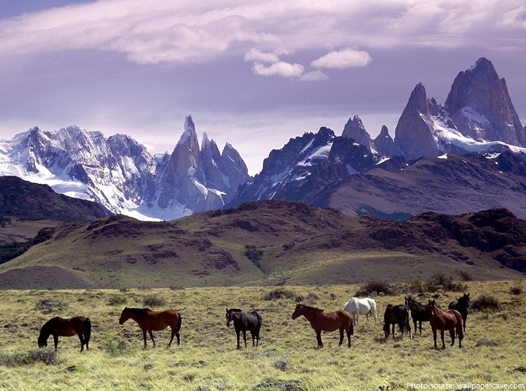 patagonia wild horses