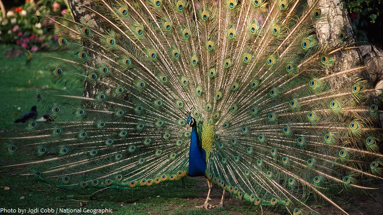 peacock-2