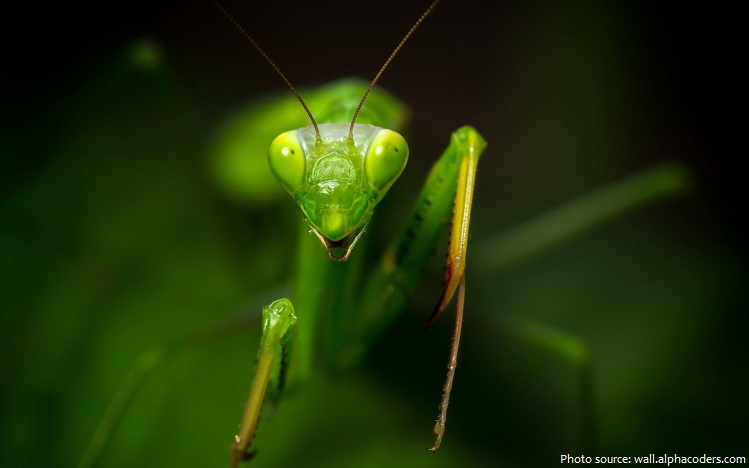 praying mantis eyes