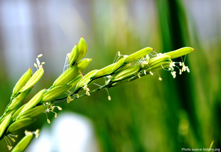 rice plant flowers